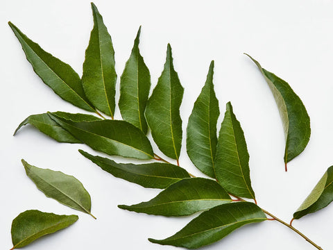 Capsules Online, Capsules, Curry Leaves Online